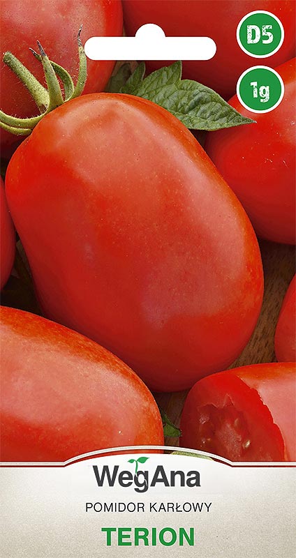 pomidor Terion